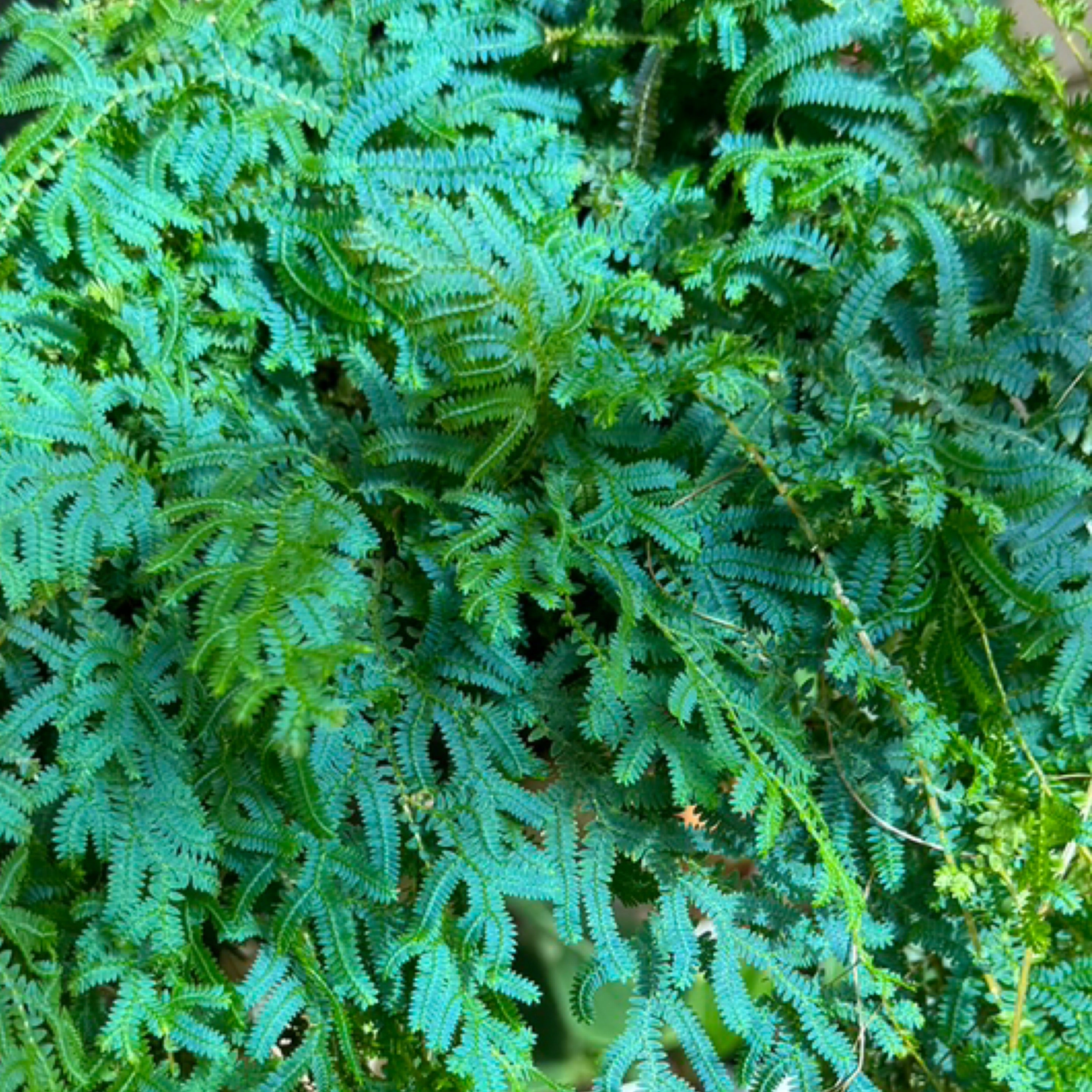 2 1 4 6 3 4 2 1 4 6 3 4